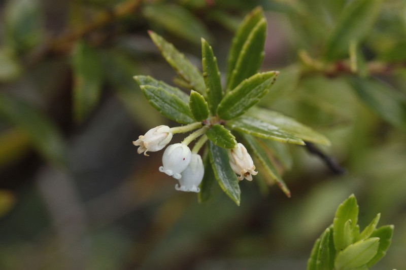 Gaultheria linifolia photo 3