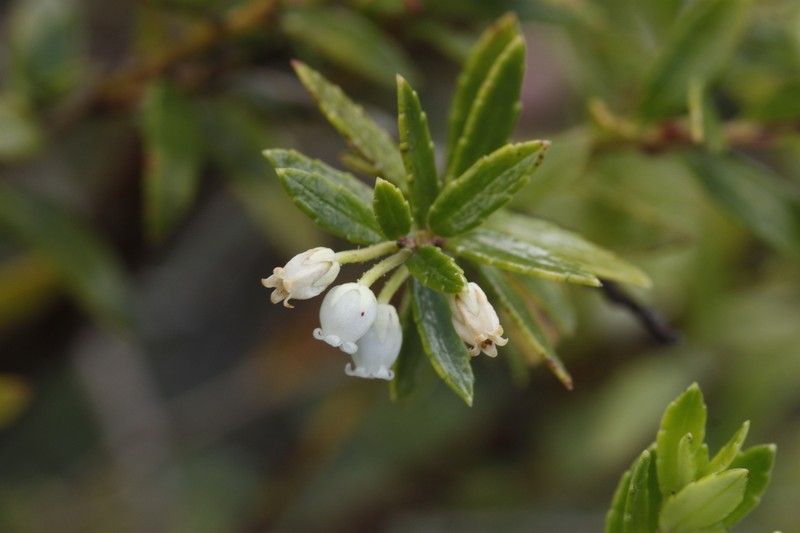 Gaultheria linifolia photo 4