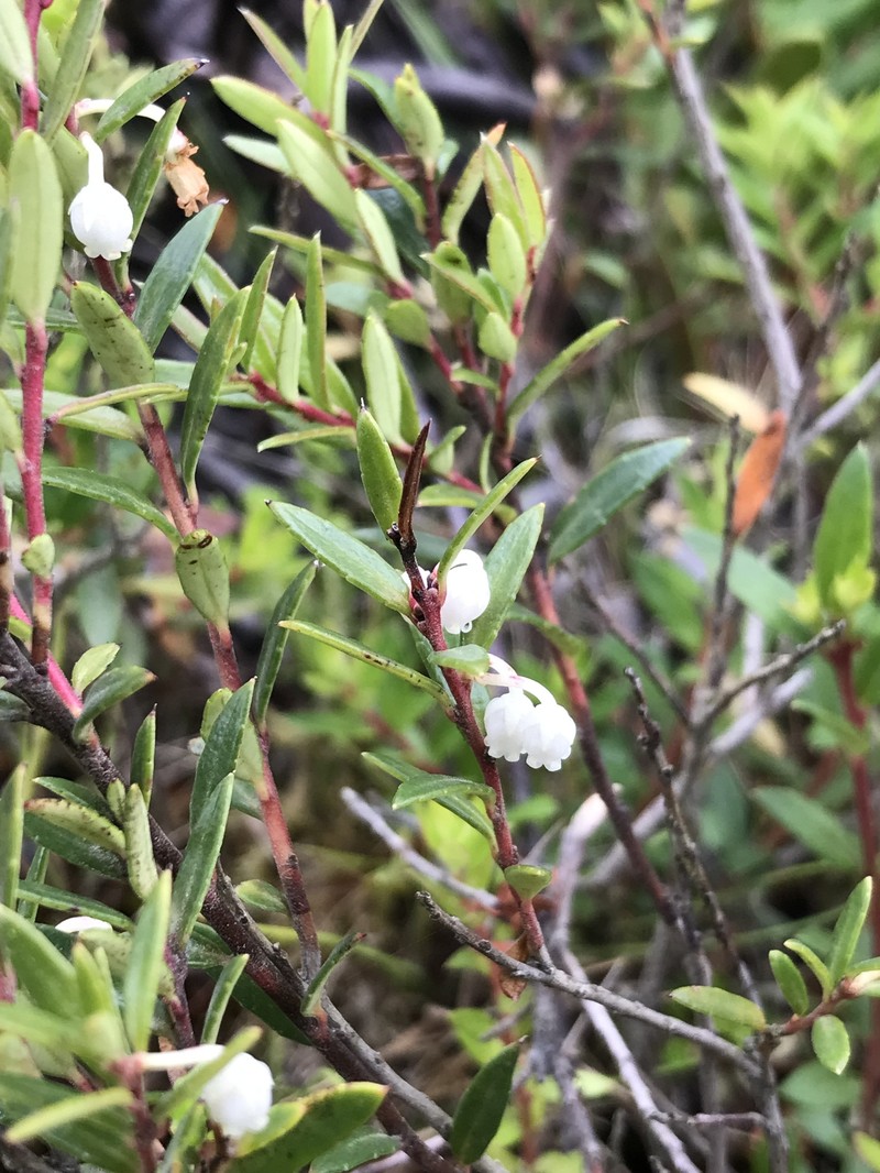 Gaultheria linifolia photo 5