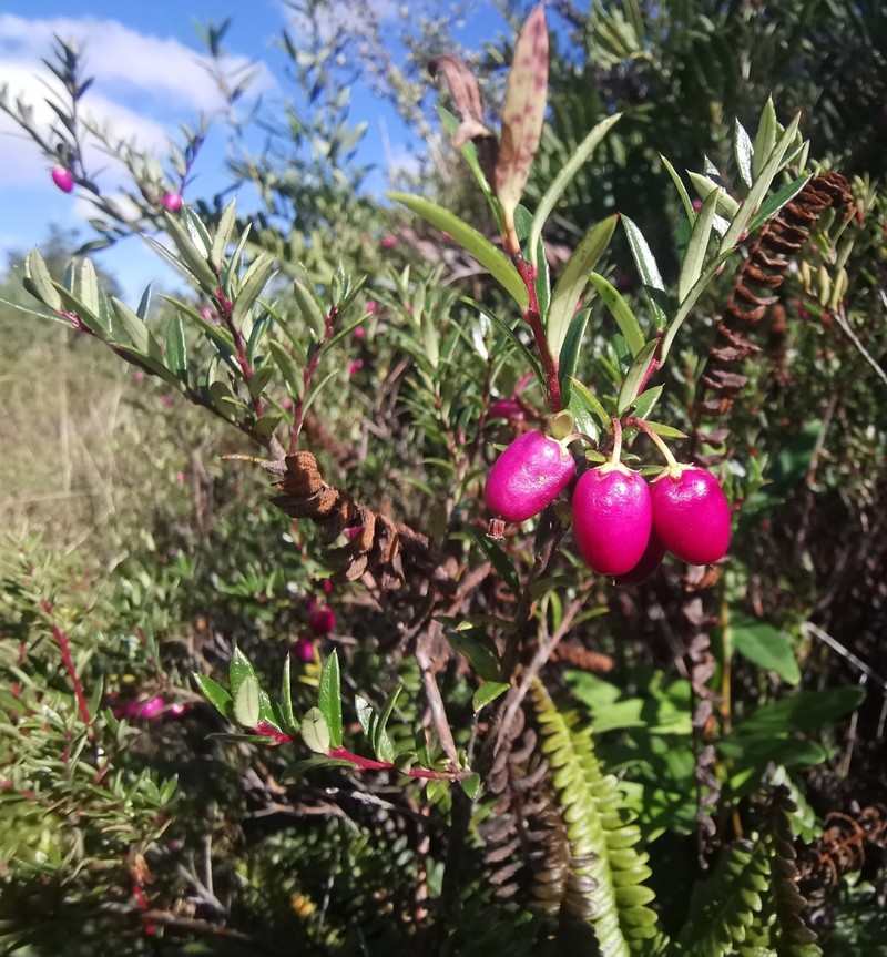 Gaultheria linifolia photo 6