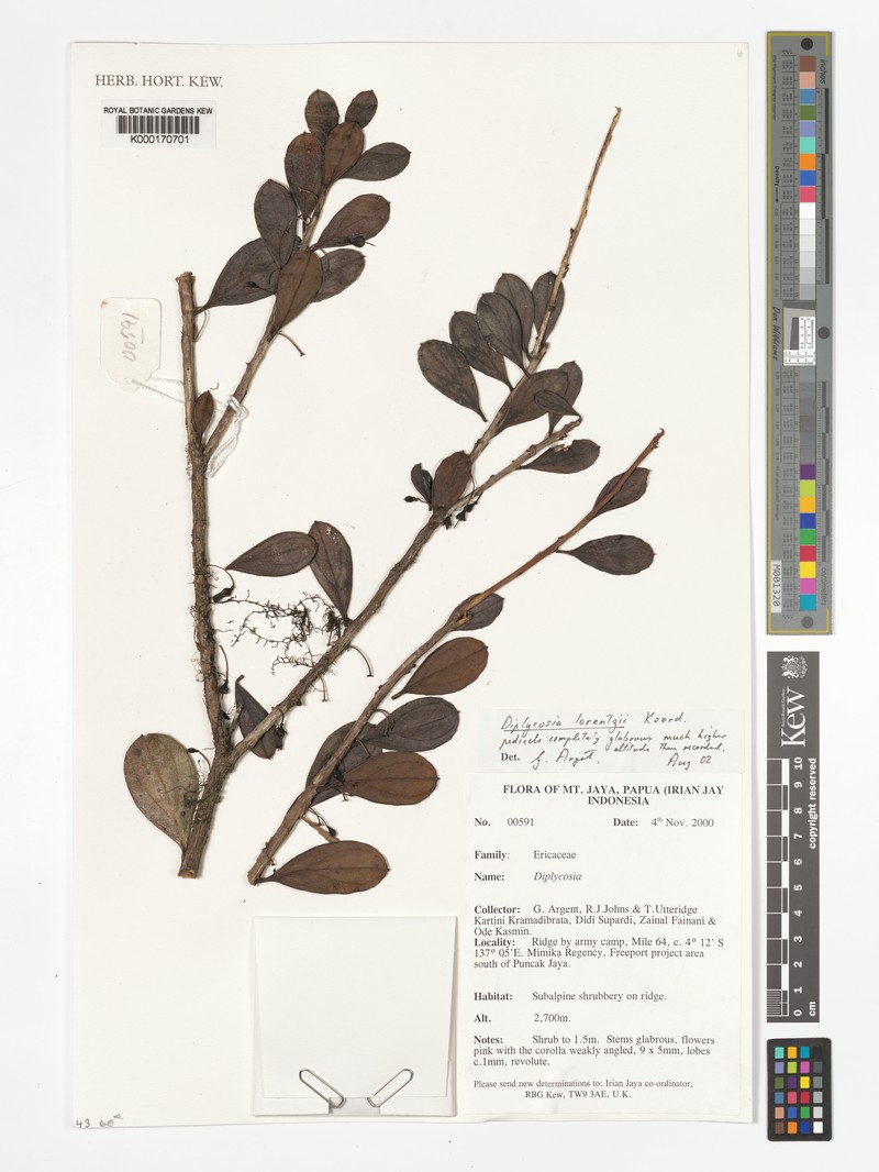 Gaultheria lorentzii