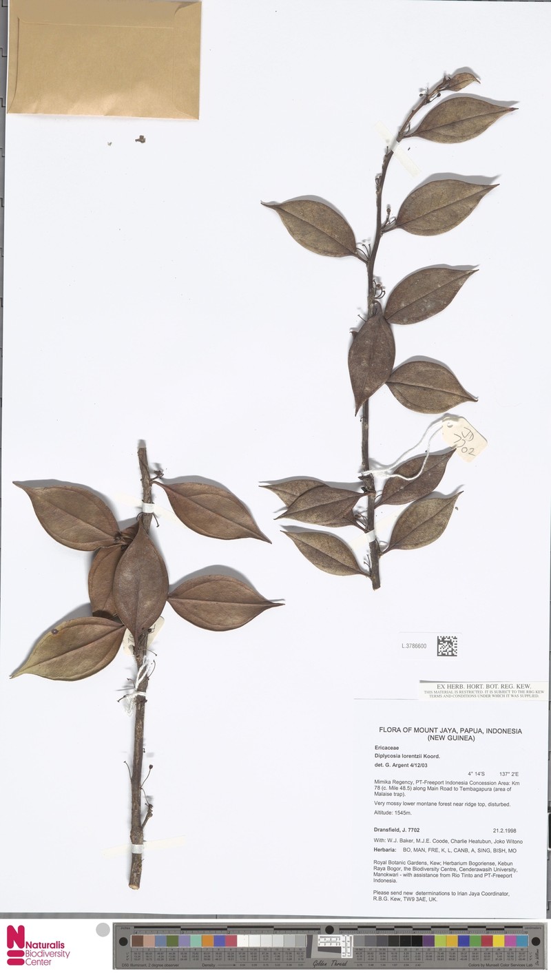 Gaultheria lorentzii photo 2