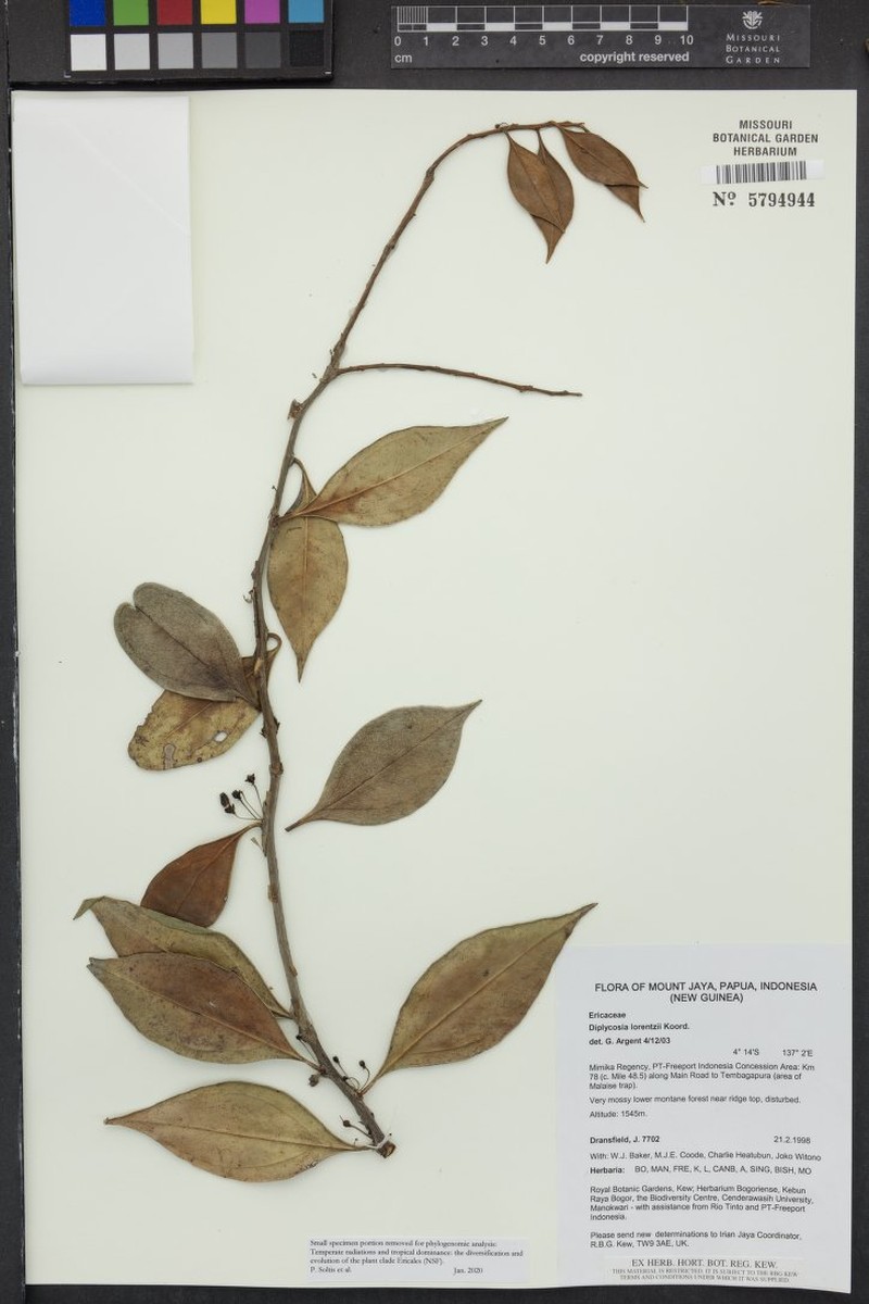 Gaultheria lorentzii photo 3