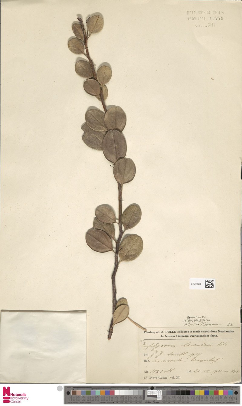Gaultheria lorentzii photo 4