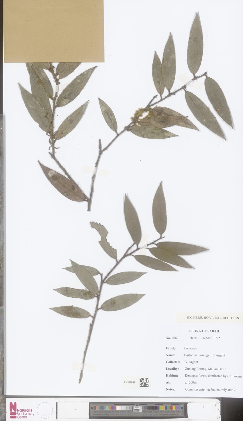 Gaultheria lotungensis