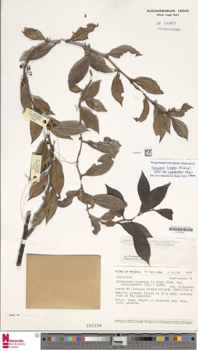 Gaultheria luzonica var. calelanensis