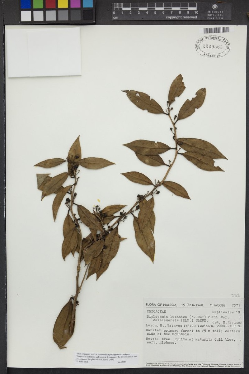 Gaultheria luzonica var. calelanensis photo 2