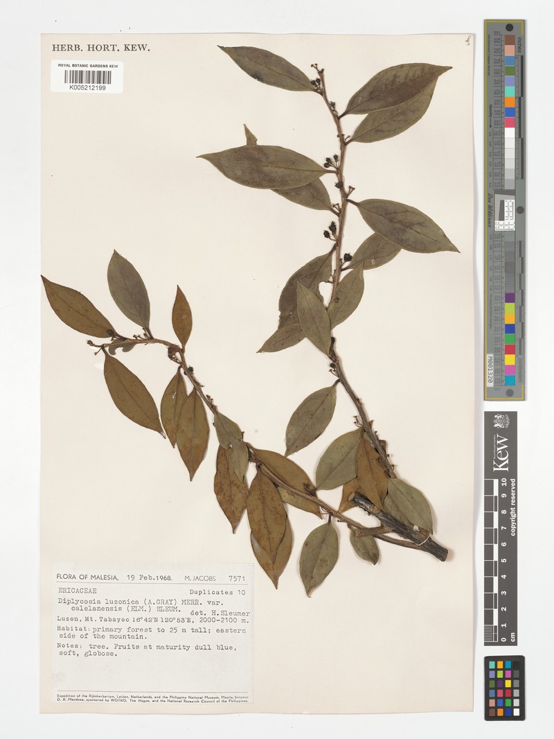 Gaultheria luzonica var. calelanensis photo 3