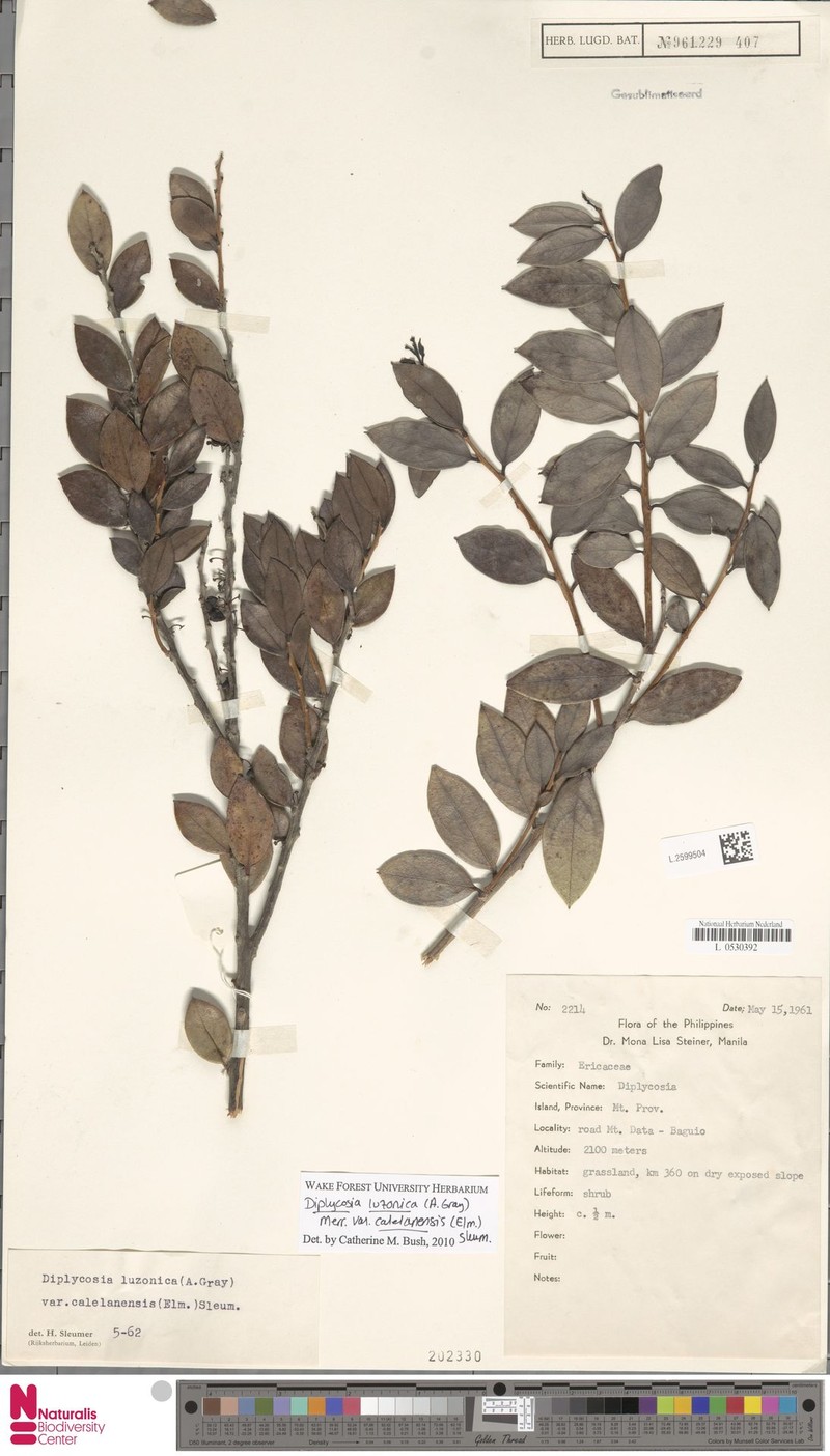 Gaultheria luzonica var. calelanensis photo 4