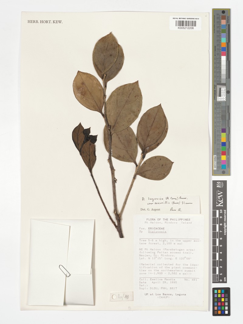 Gaultheria luzonica var. merrittii photo 2
