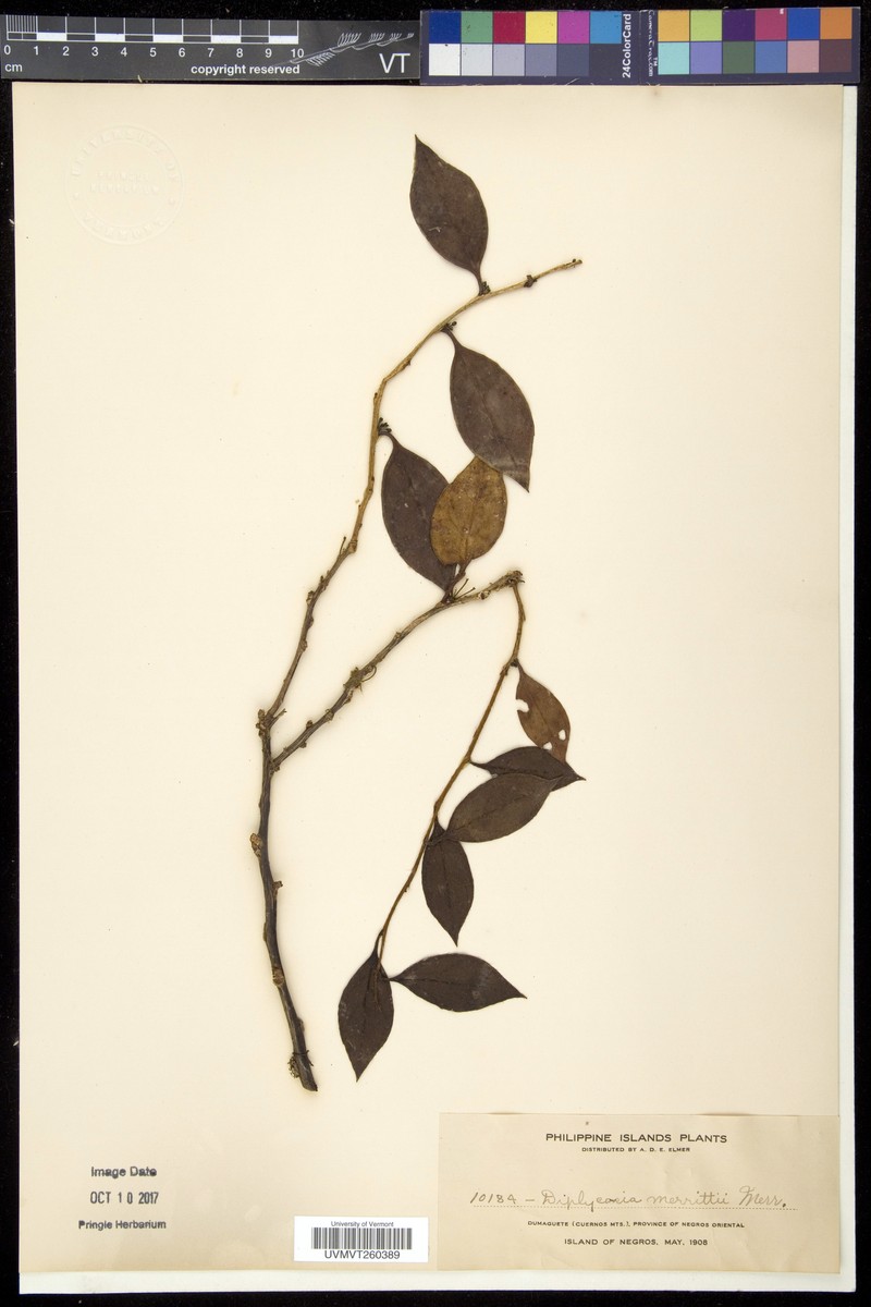 Gaultheria luzonica var. merrittii photo 4
