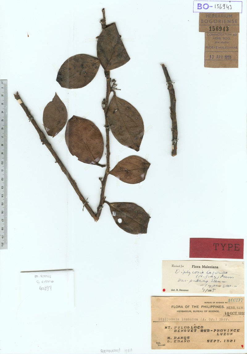 Gaultheria luzonica var. pubens