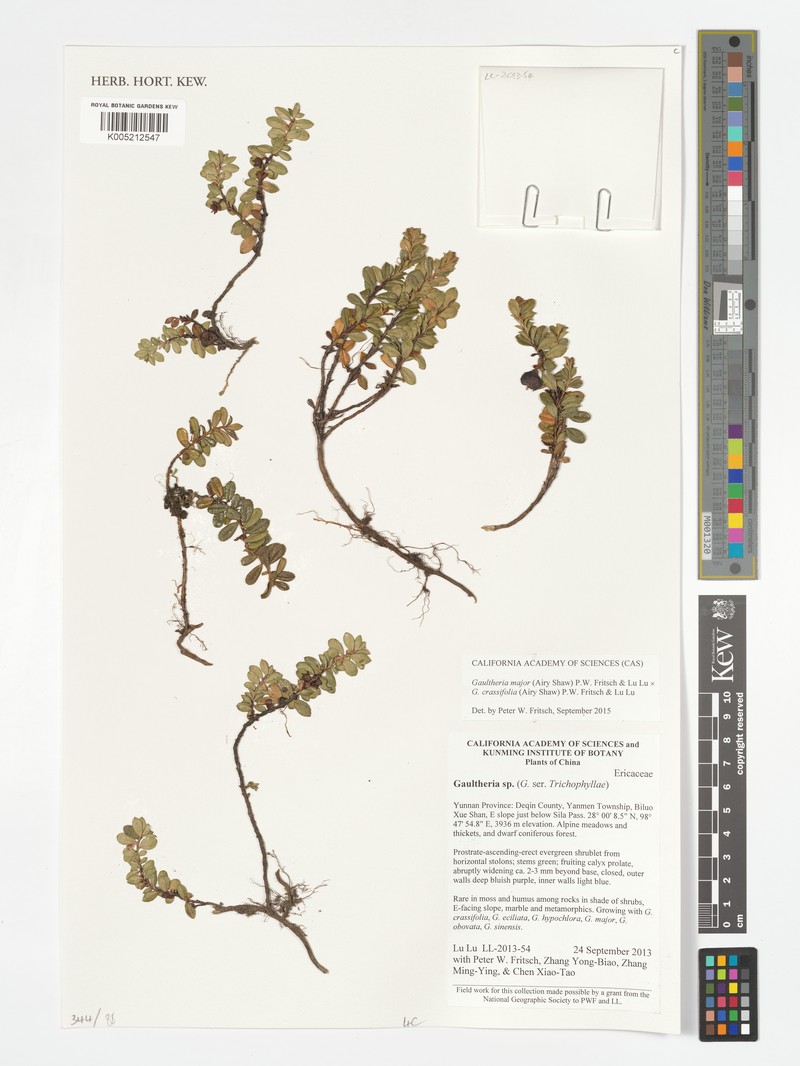Gaultheria major