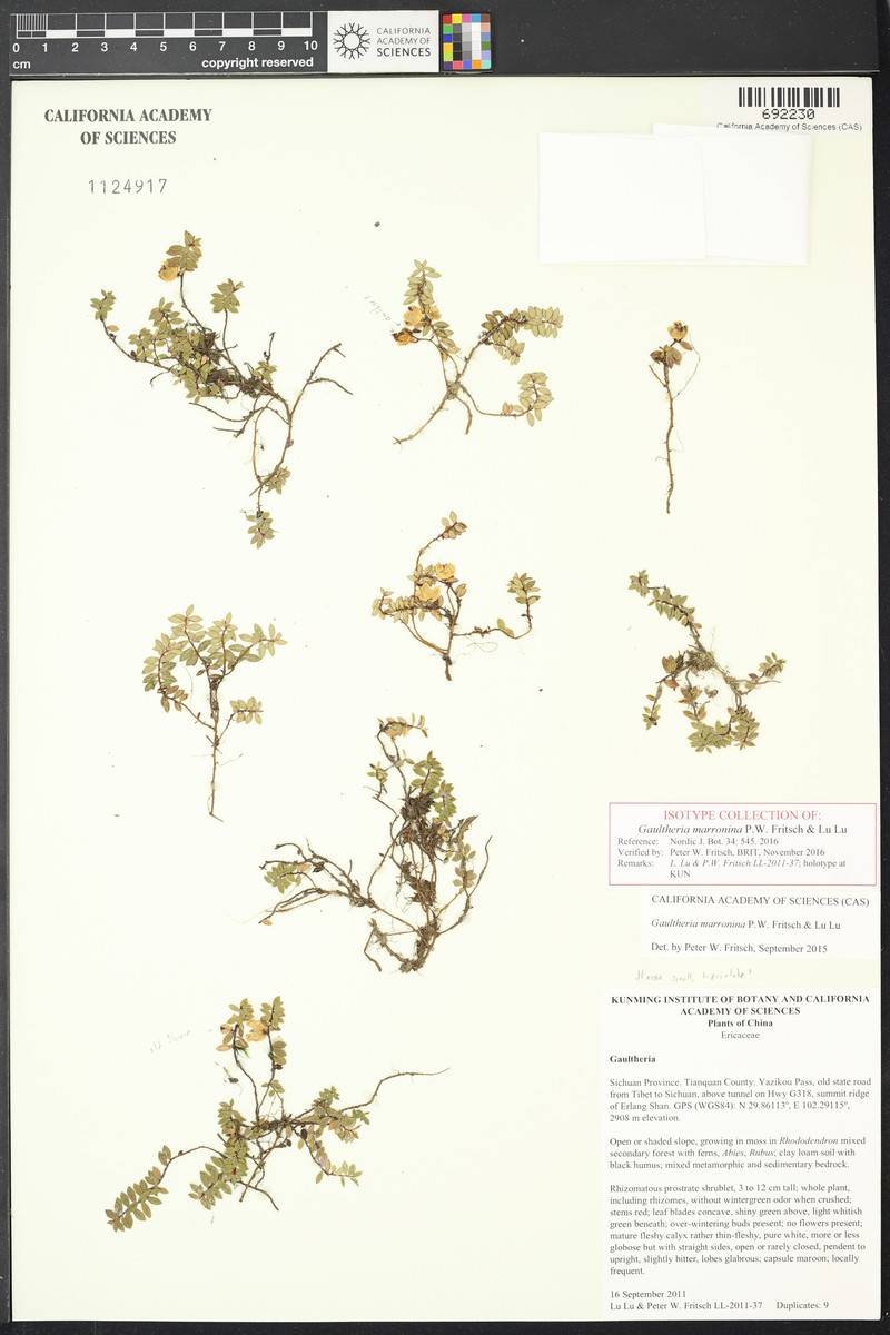 Gaultheria marronina