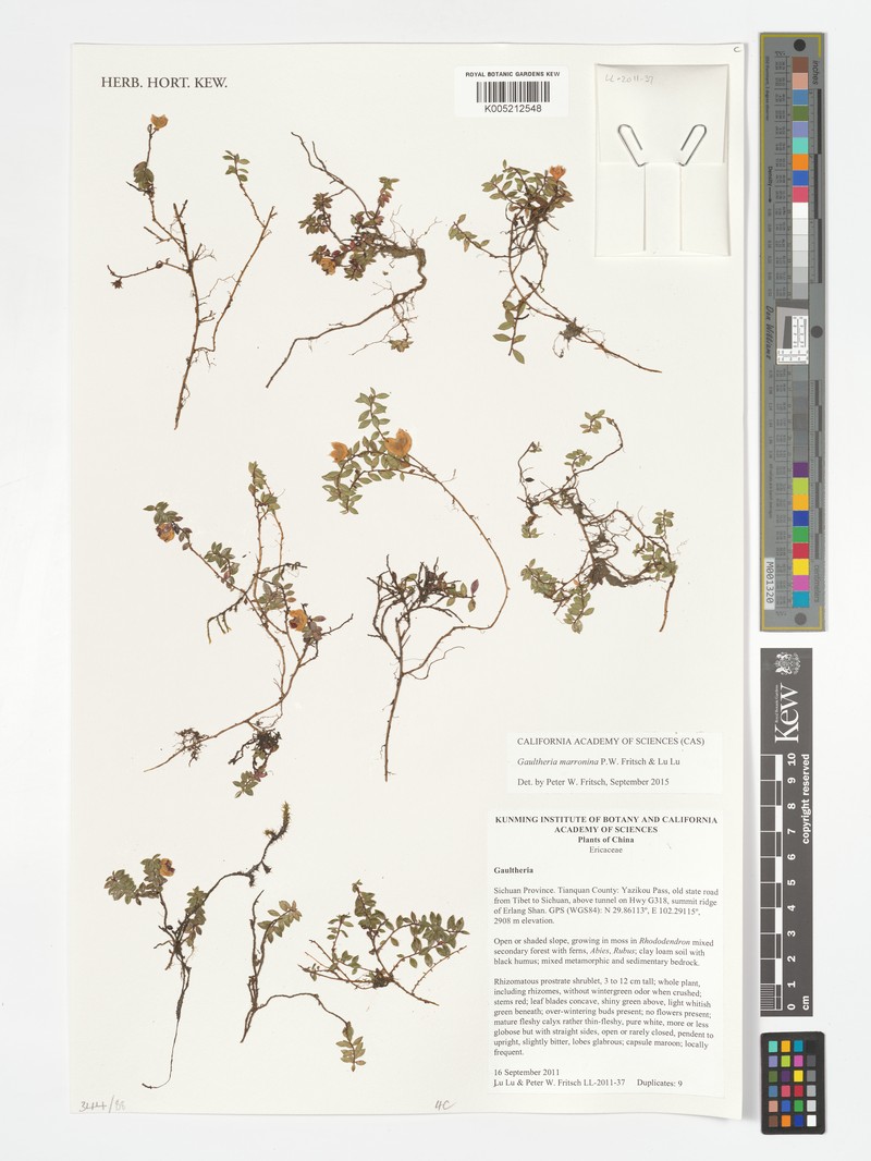 Gaultheria marronina photo 2