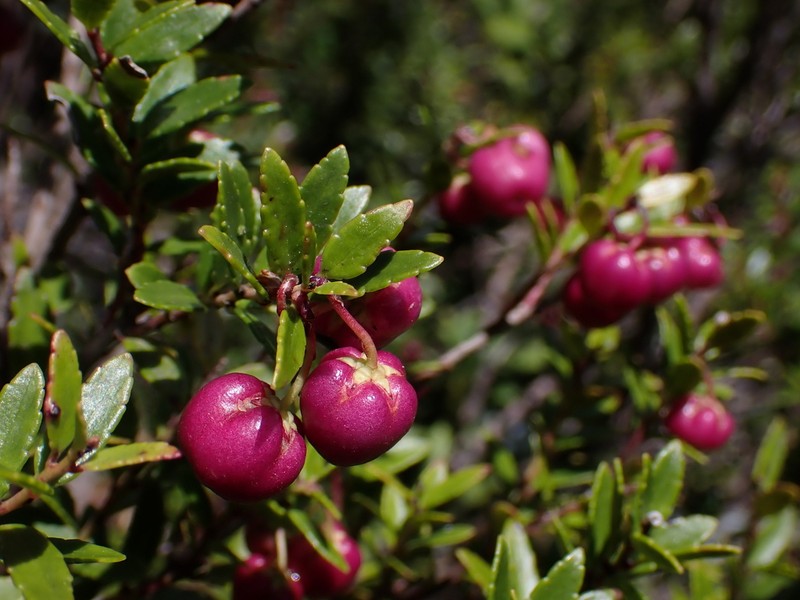 Gaultheria marticorenae