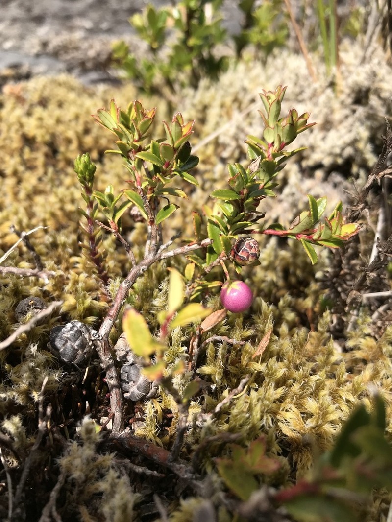 Gaultheria marticorenae photo 2
