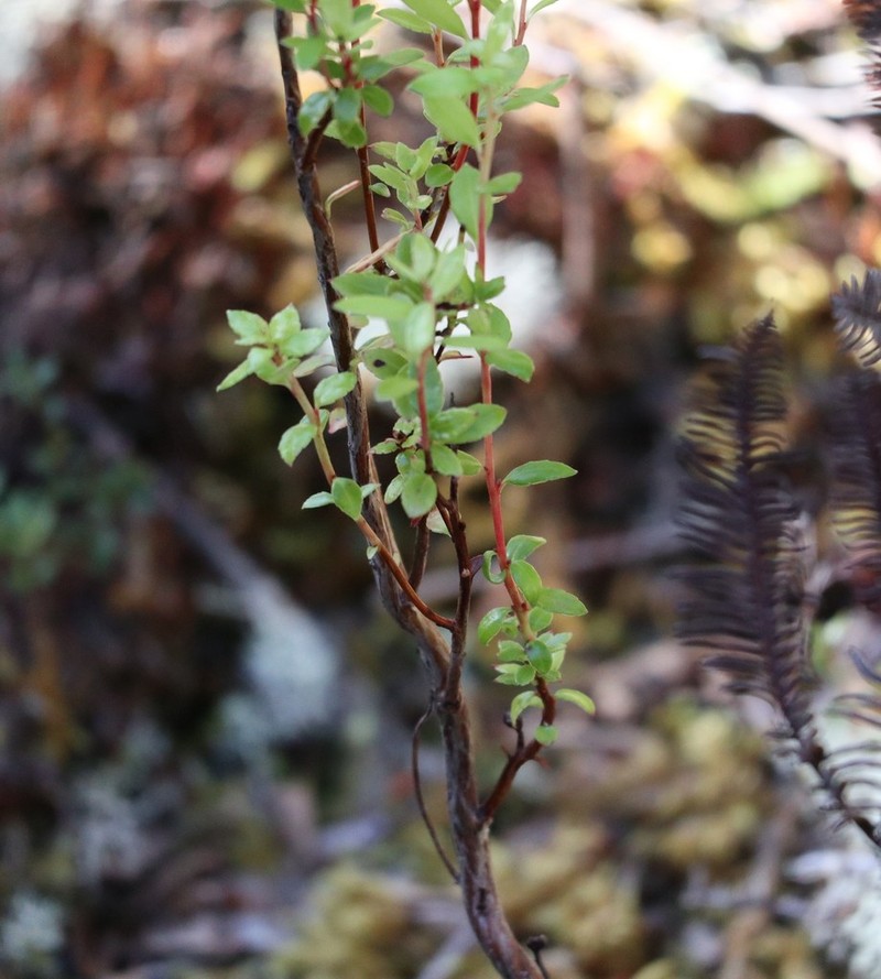 Gaultheria marticorenae photo 3