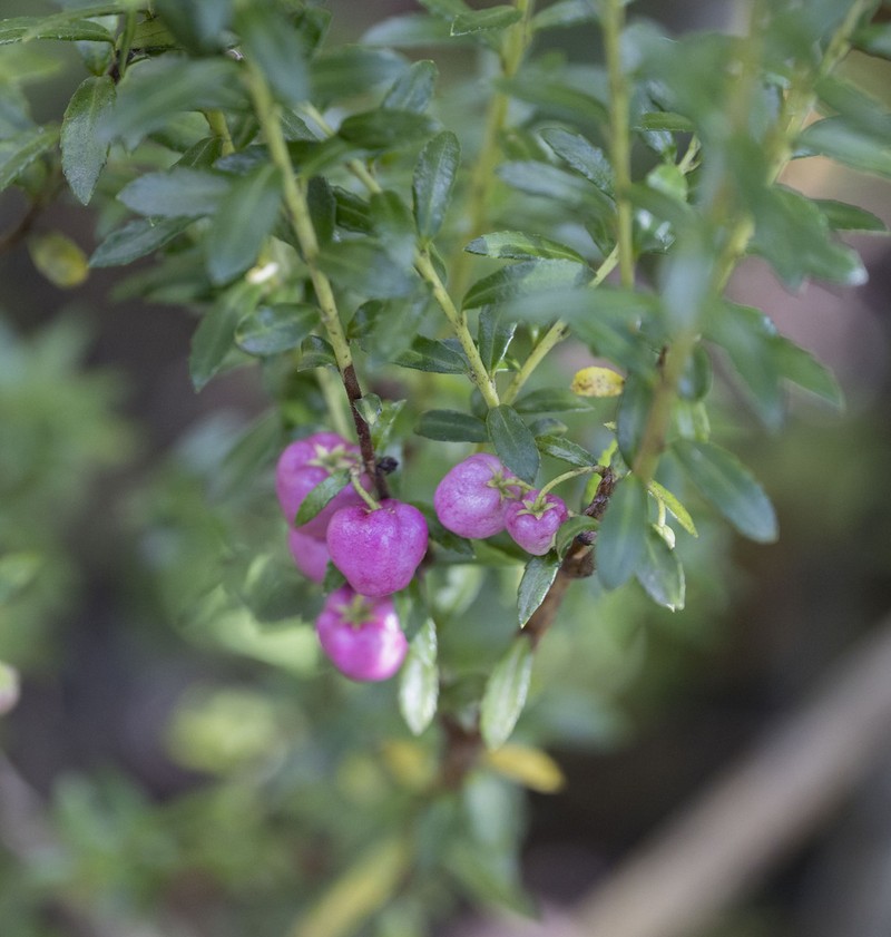 Gaultheria marticorenae photo 4