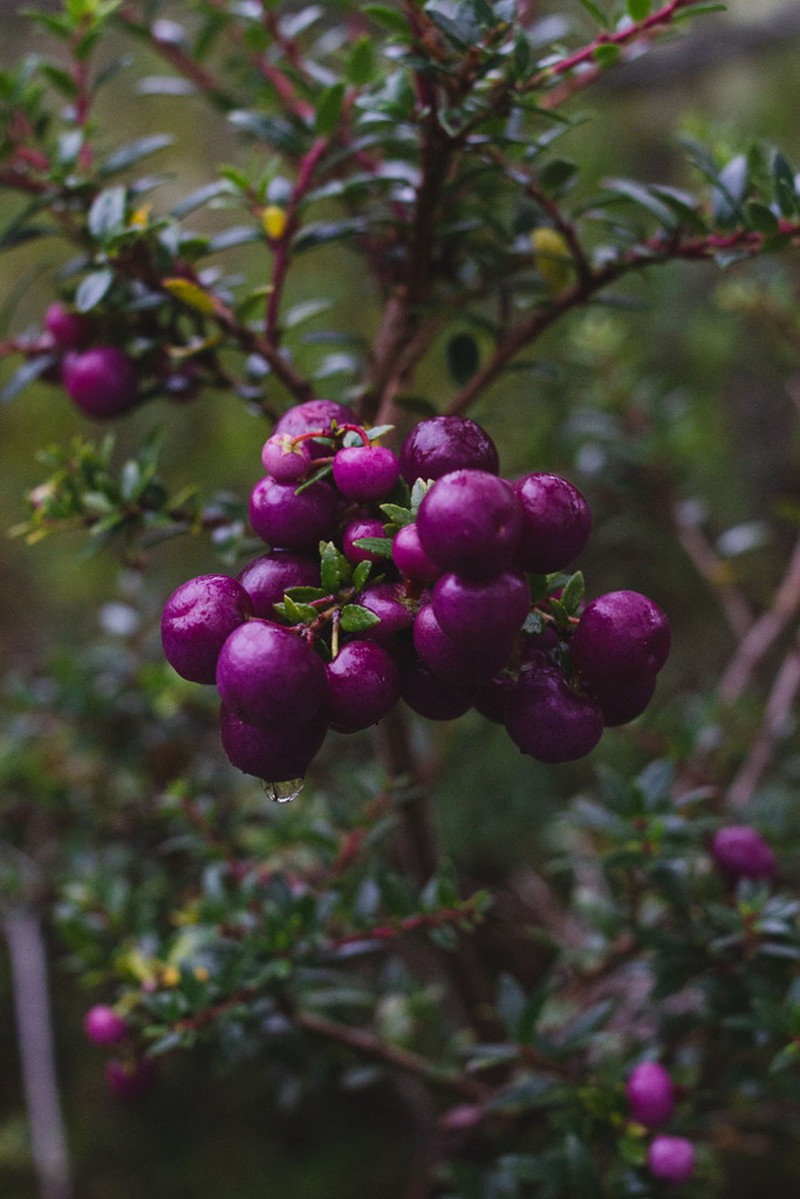 Gaultheria marticorenae photo 5