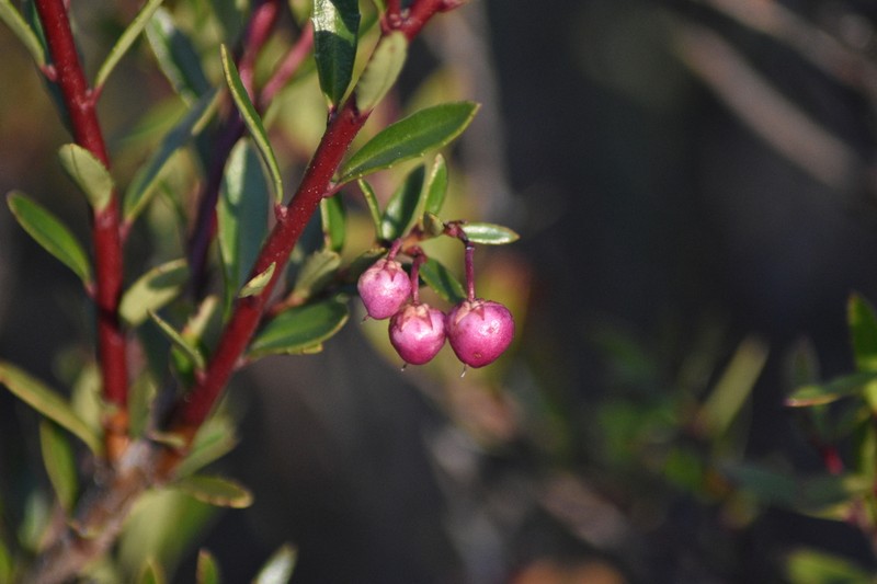 Gaultheria marticorenae photo 6