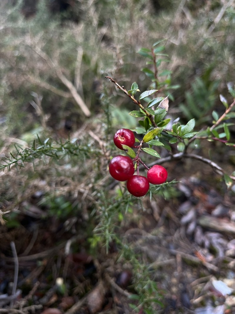 Gaultheria marticorenae photo 7