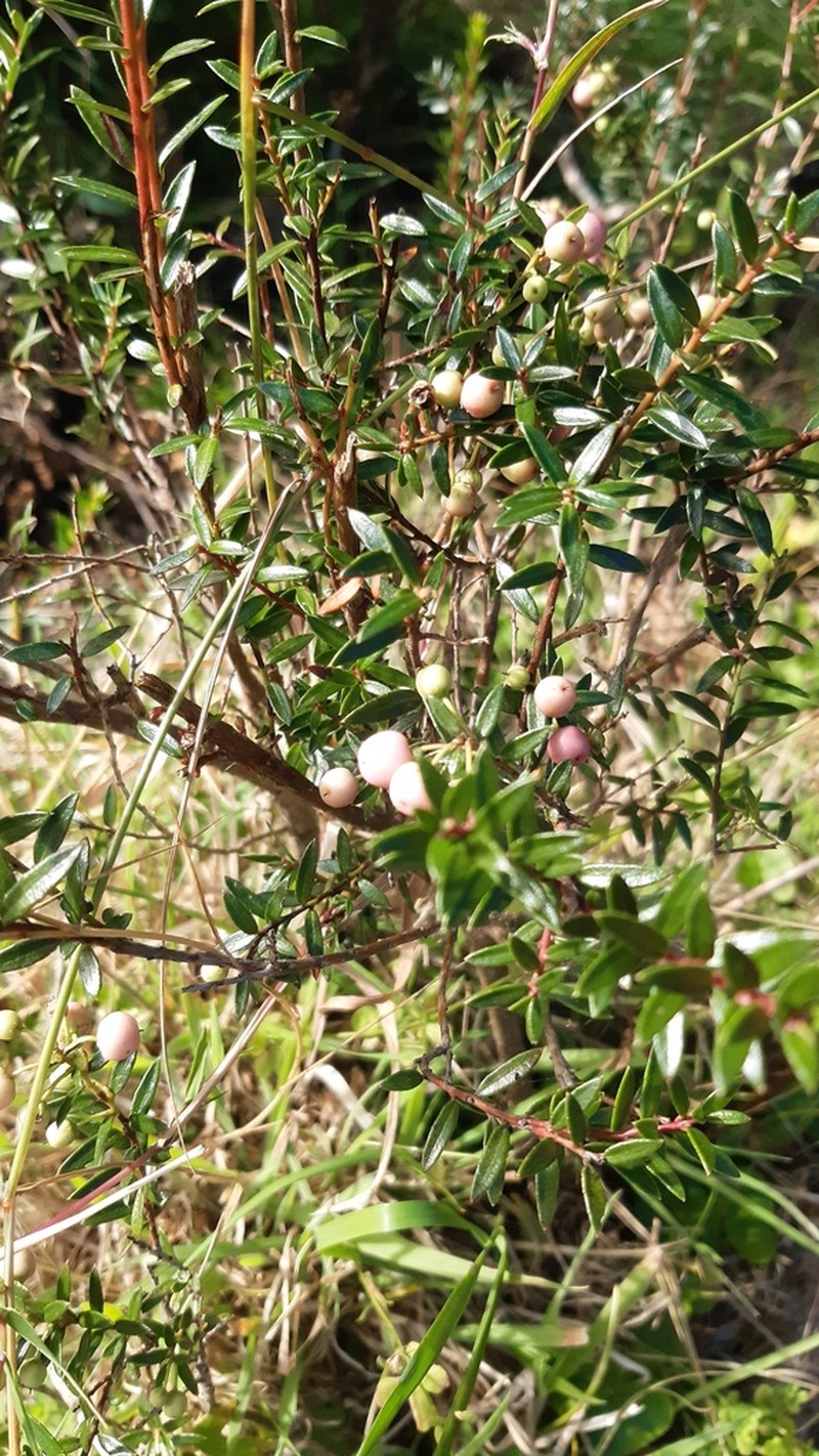 Gaultheria marticorenae photo 8