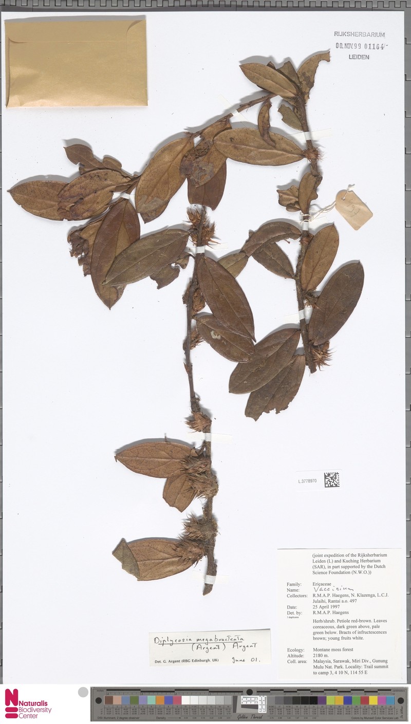 Gaultheria megabracteata