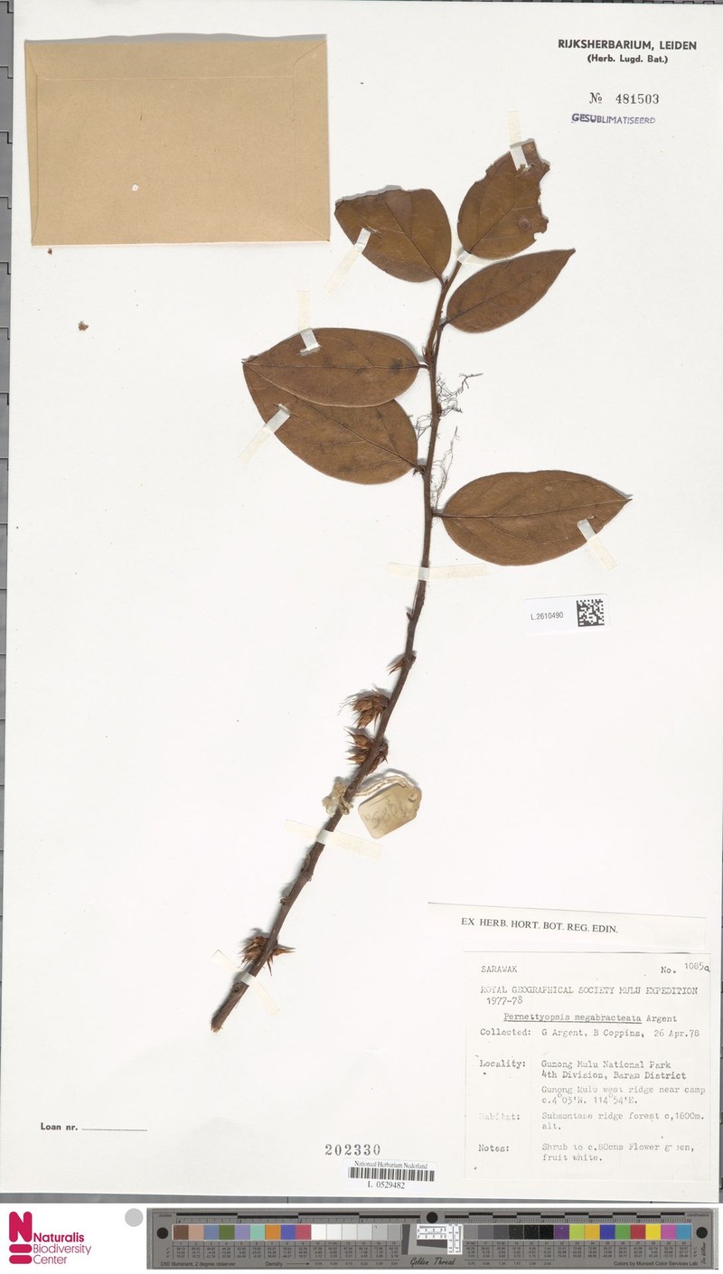 Gaultheria megabracteata photo 4