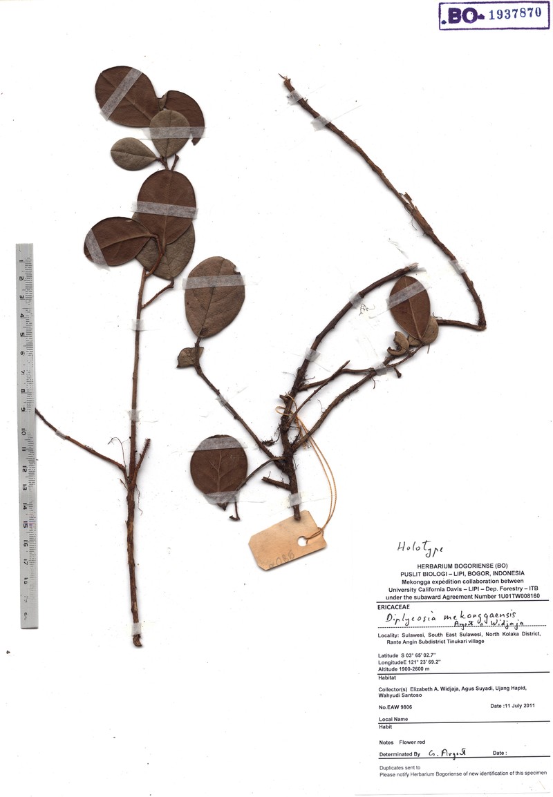 Gaultheria mekonggaensis