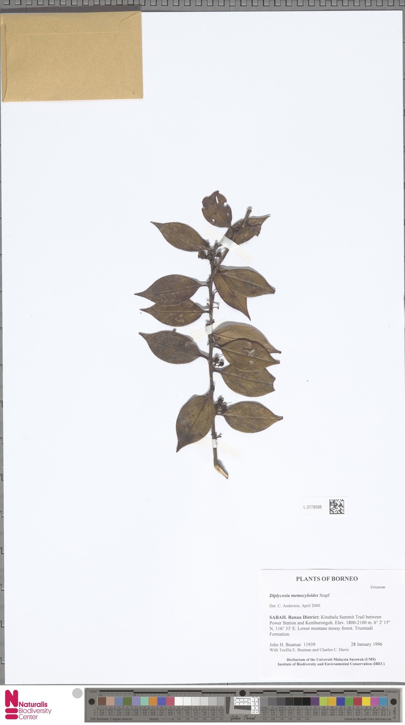 Gaultheria memecyloides