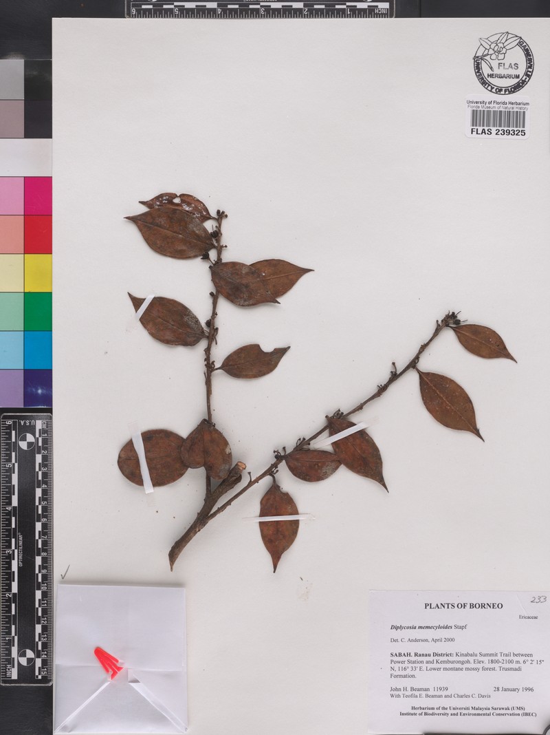 Gaultheria memecyloides photo 2