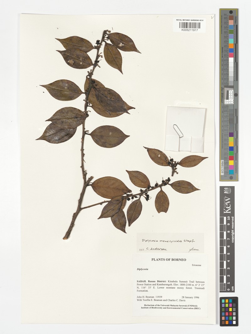 Gaultheria memecyloides photo 3
