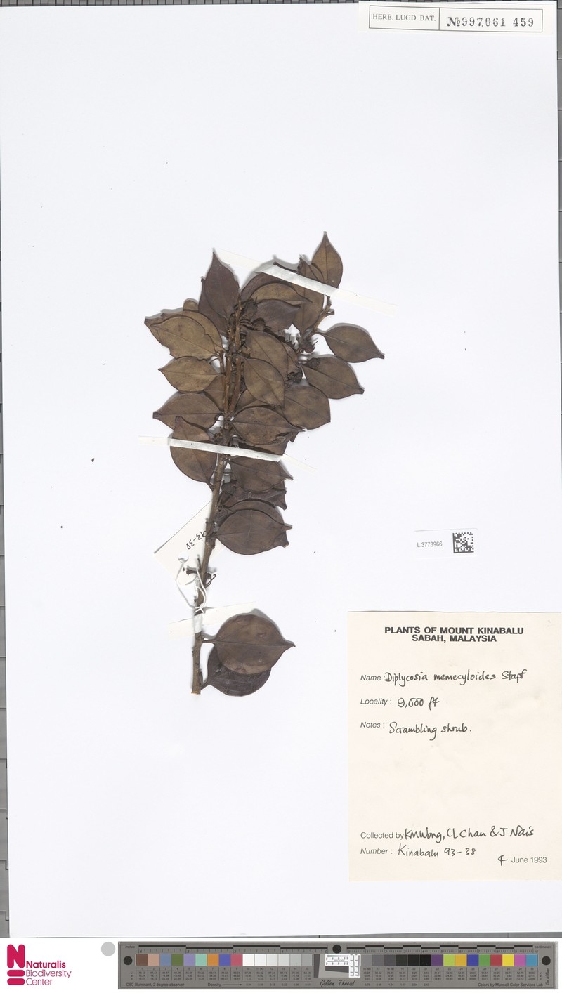 Gaultheria memecyloides photo 4