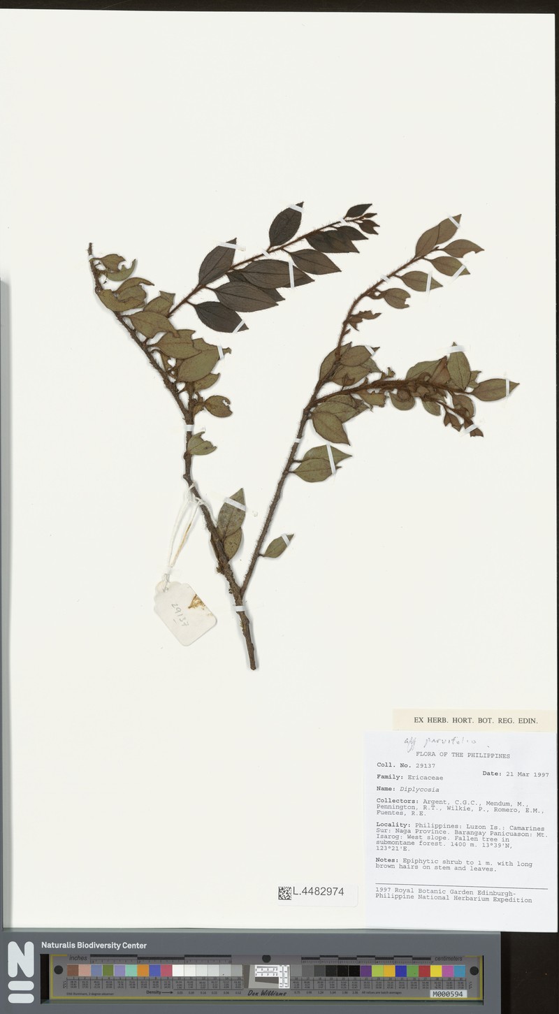 Gaultheria merrillii