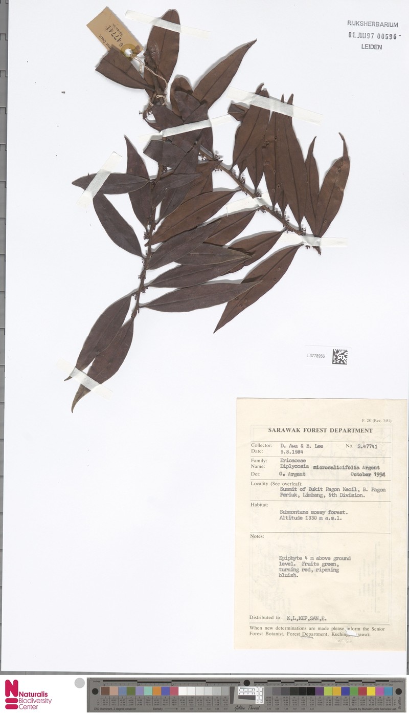 Gaultheria microsalicifolia