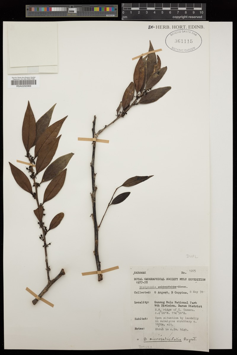 Gaultheria microsalicifolia photo 2