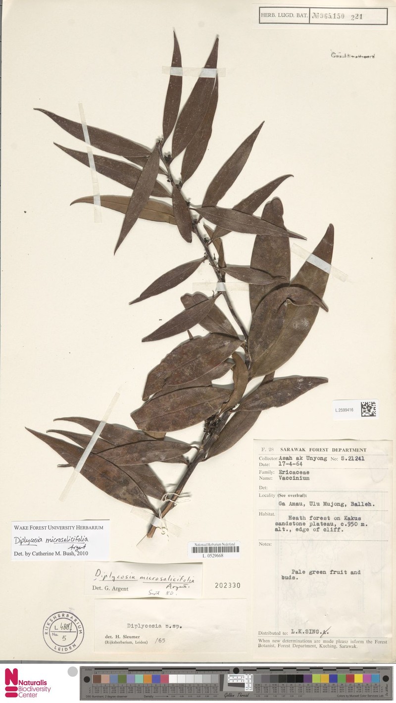 Gaultheria microsalicifolia photo 3