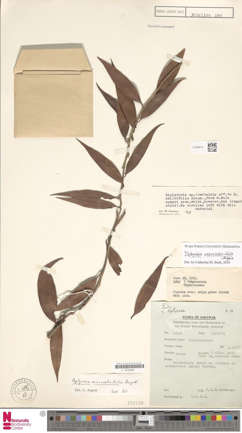 Gaultheria microsalicifolia photo 4