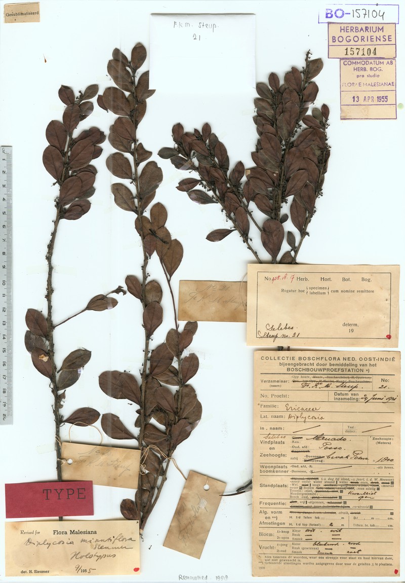 Gaultheria minutiflora