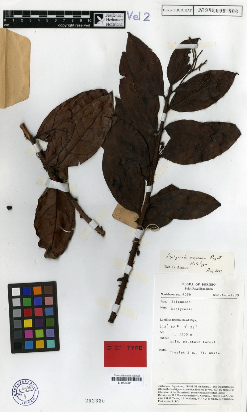 Gaultheria mogeana