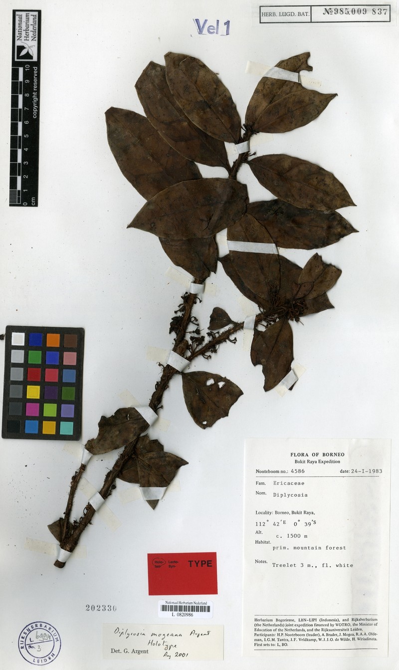 Gaultheria mogeana photo 2