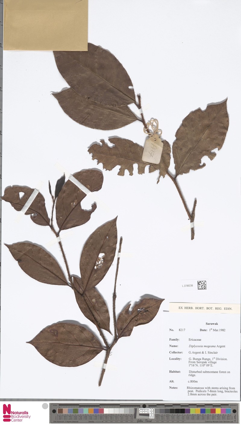 Gaultheria mogeana photo 3