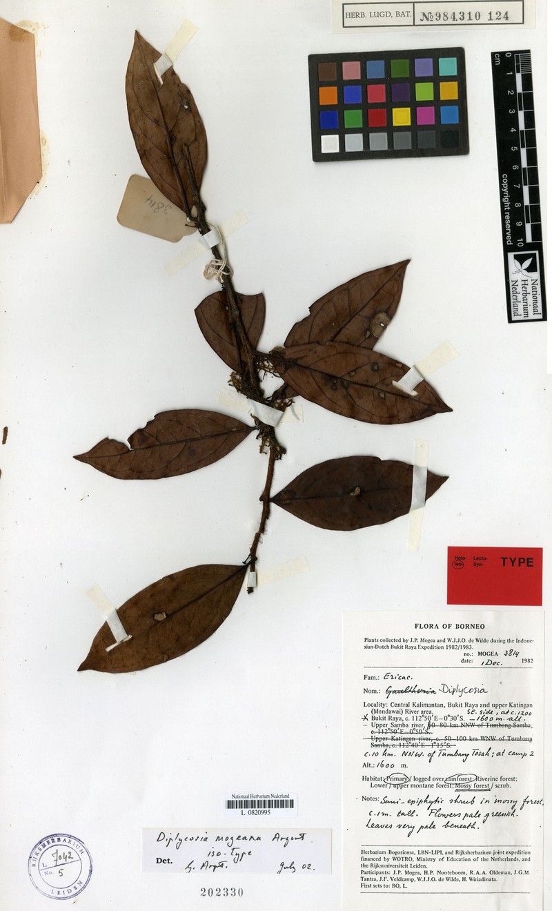 Gaultheria mogeana photo 4