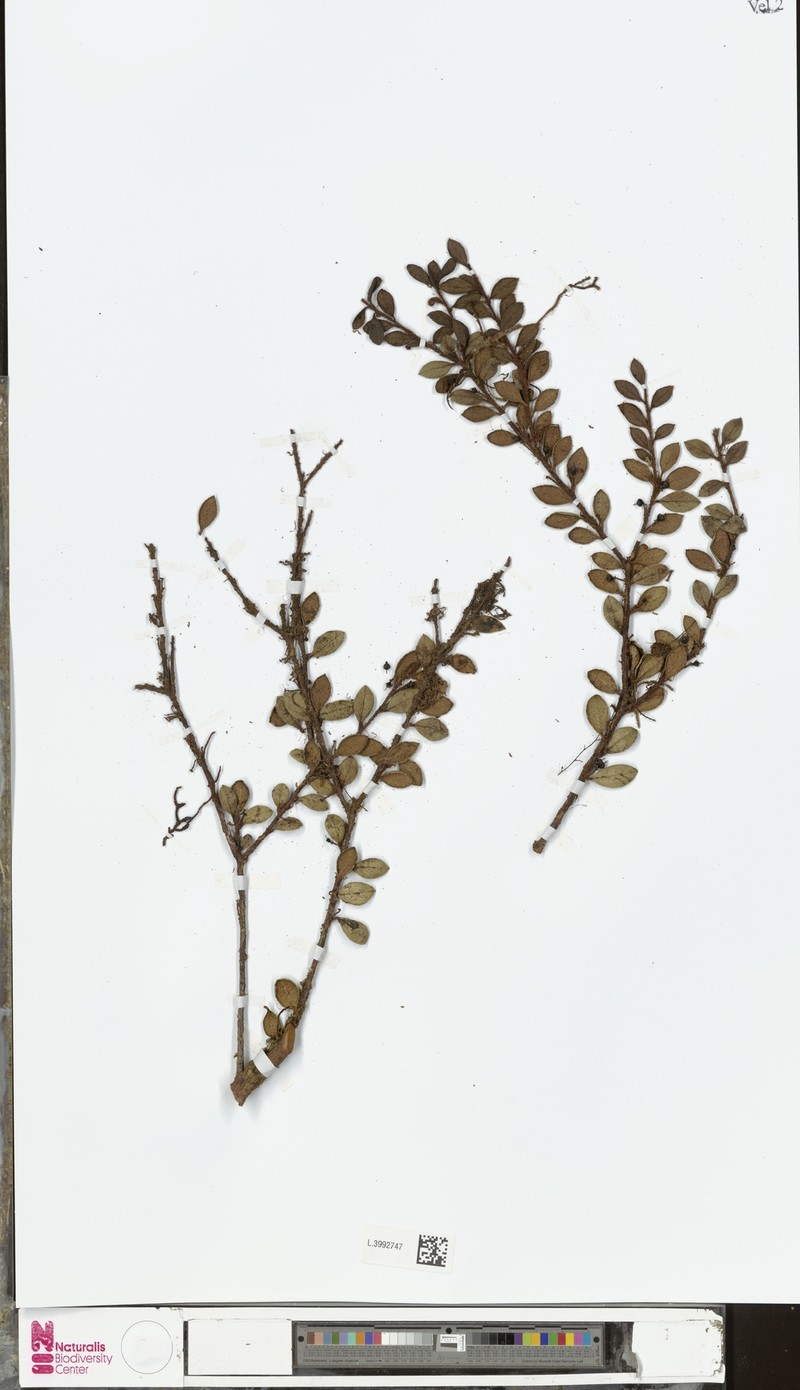 Gaultheria morobeensis
