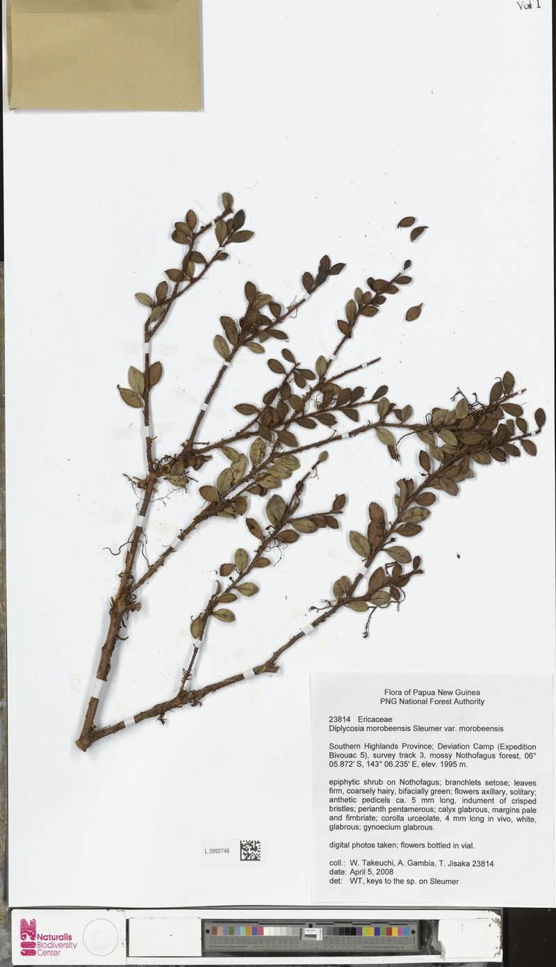 Gaultheria morobeensis photo 2