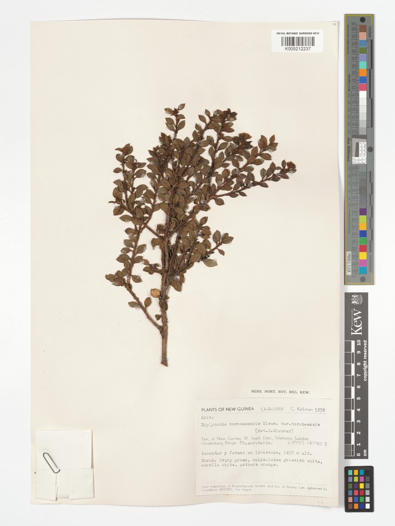 Gaultheria morobeensis var. morobeensis