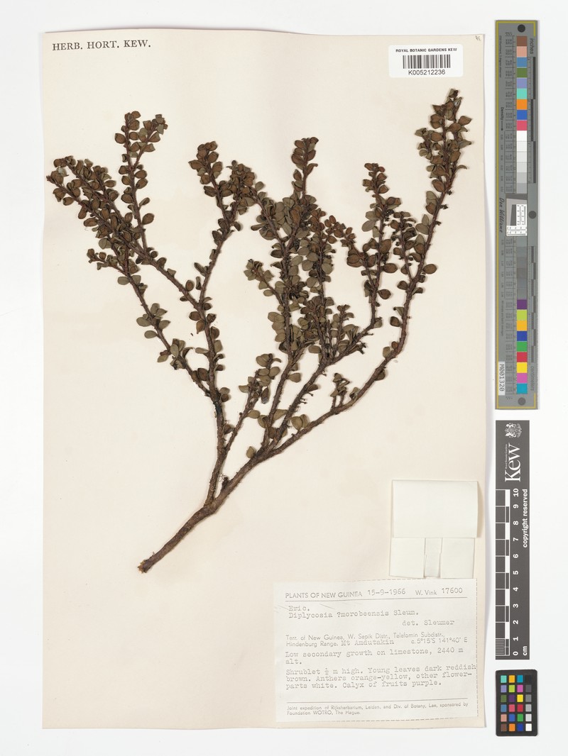 Gaultheria morobeensis var. morobeensis photo 2