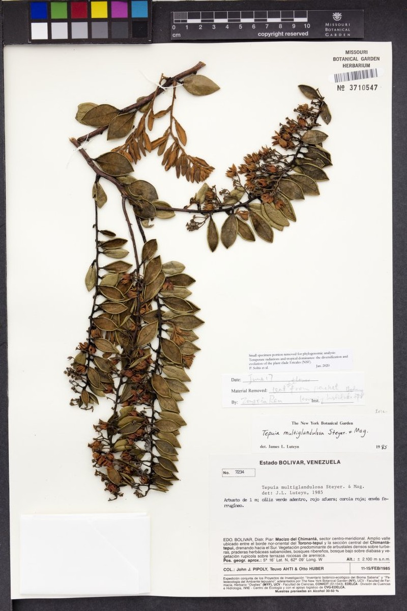Gaultheria multiglandulosa