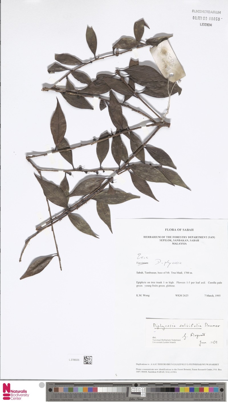 Gaultheria muluensis